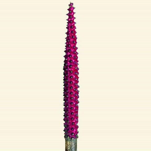 2110000104825_1170_1_raspelfraeser_nadel_4_x_19mm_-_proxxon_29064_53e846d7.jpg